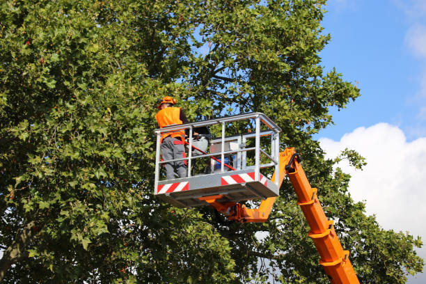 Tree and Shrub Care in Wasco, CA